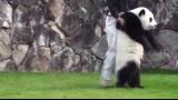 日本动物园熊猫搞笑瞬间
