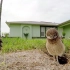 【GoPro】猫头鹰跳舞！猫头鹰跳舞！
