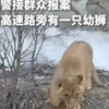 遇到狗：嘬嘬嘬，遇到猫：咪咪咪，遇到狮子：哎呦握草，嘬嘬嘬