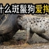 为什么斑鬣狗热衷于掏肛？如此不讲武德