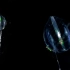 【浮游生物】侧腕水母：炫彩小灯笼-Pleurobrachia