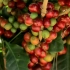 咖啡浆果采摘到装袋全攻略！咖啡豆的全球交易量仅次于石油！