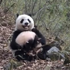 秦岭野生大熊猫妈妈带崽搬家，妈妈好漂亮，脸好圆