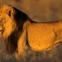 4k高清：非洲狮子超清摄影 镜头拍摄的视觉效果不亚于BBC纪录片