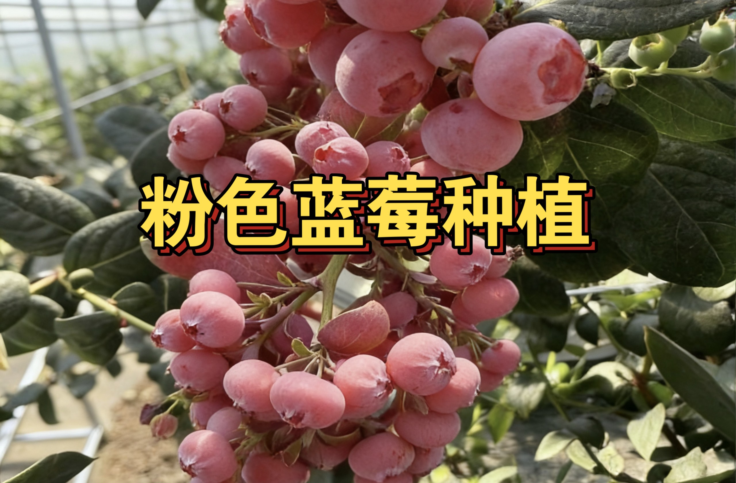 粉色蓝莓品种，网上很多都是ai生成的，我这个是真的，红粉佳人，听完它的介绍你还想买吗，顺带说一下蓝莓怎么种