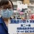 实验员小哈&实验系列 - 第二十集 - 细胞成脂诱导后Oil red 油红染色
