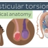 睾丸扭转：原因、症状、诊断和治疗 - 临床解剖