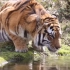 向后翻动耳朵、边喝水边用眼不断观察四周，饮水时也保持高度警惕的老虎。