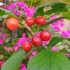 盆栽的樱桃成熟了，口感比车厘子更好，南北方都能种