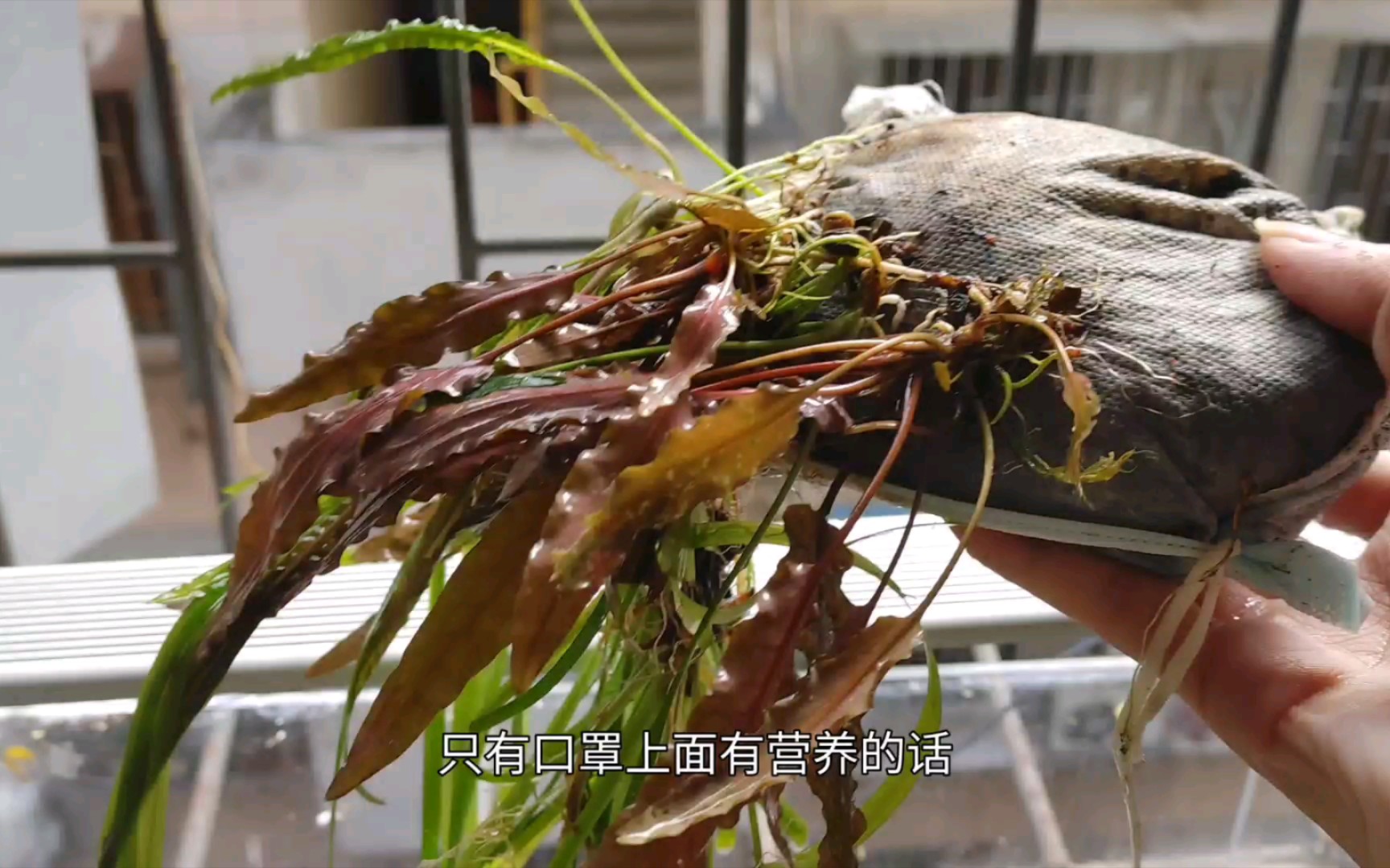 《实验证明》为什么不建议新手开生态缸只用火山石，只用火山石开缸有什么弊端