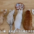 猫咪公主给7只猫开猫罐头，其中一只饭量惊人