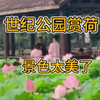 游石家庄世纪公园，荷花塘景色太美了，赏荷的游人真不少