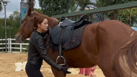 How to put down a 500-kilogram horse