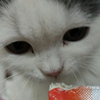 喂点猫条