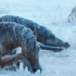 人类偷走狼群食物，遭到野狼惩罚，马群被赶进湖里冻成冰雕