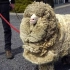 世界最狡猾的羊，为躲主人剪毛逃进深山7年，靠着羊毛成为网红！