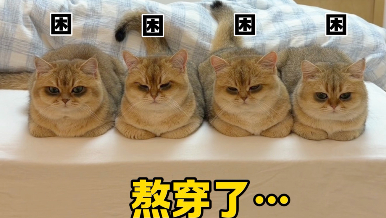 是不是所有小猫咪都这样？