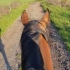 【助眠放松】骑马穿行于春季田野，超长50分钟｜第一人称视角｜环境音，马蹄声，无人声｜by ZeuneS