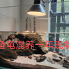 鱼龟混养一年现状