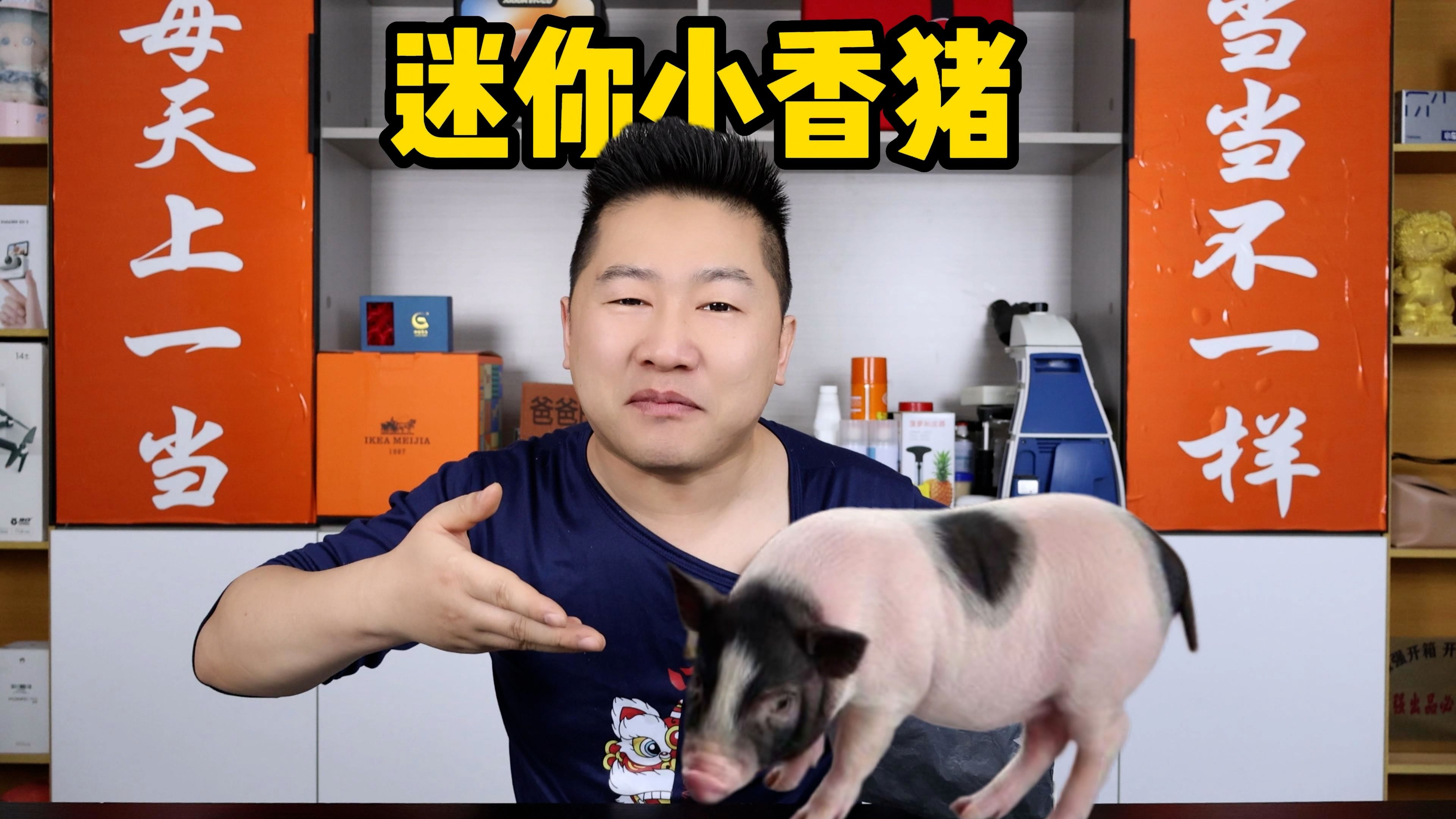 287元网购了一只泰国迷你小香猪！