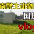 国庆济南野生动物园（徒步路线）vlog