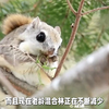 西伯利亚鼯鼠连看你的眼神都是爱你的形状