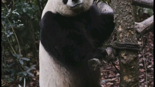 What if pandas were black and white?