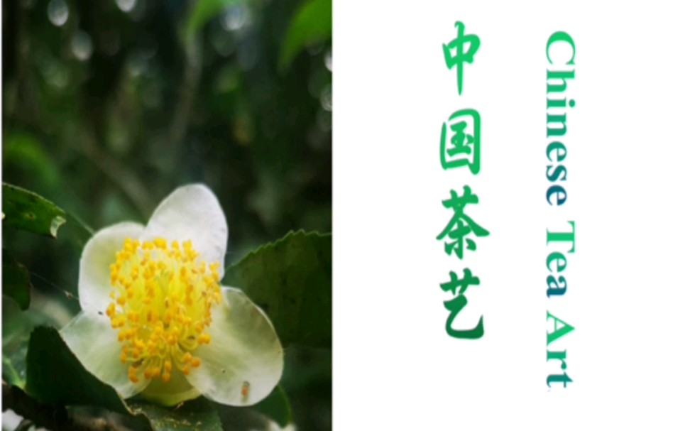 如何推广中国茶？成为英文茶艺课程的推广大使共同致力于中国茶文化推广和传播，影响更多人喝好茶，爱中国茶文化！