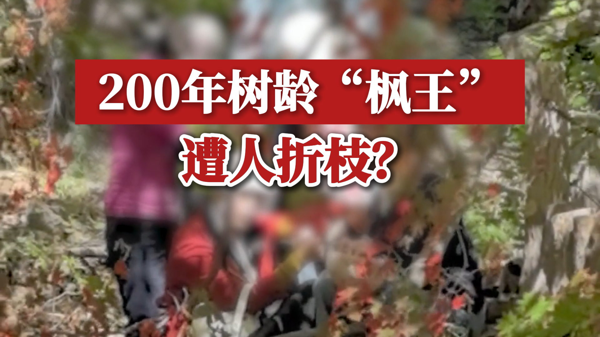 200年树龄“枫王”遭人折枝?景区:不是枫王树,是其后面一棵枫树哔哩哔哩bilibili