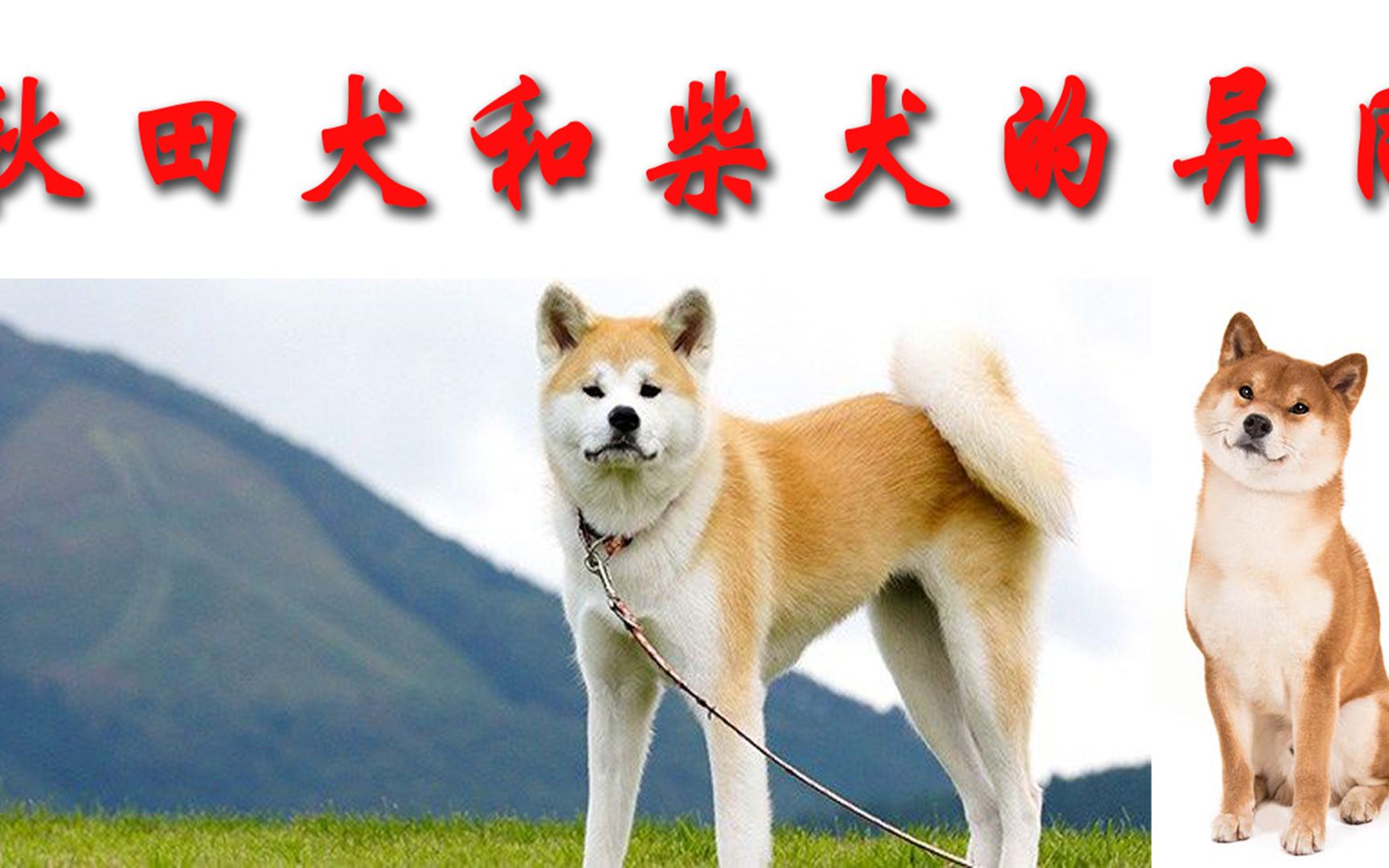 秋田犬和柴犬的异同 哔哩哔哩 つロ干杯 Bilibili