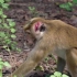法语纪录片探秘动物猴类Chroniques de macaques à toque