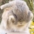 兔兔的脸有多好rua(●—●)