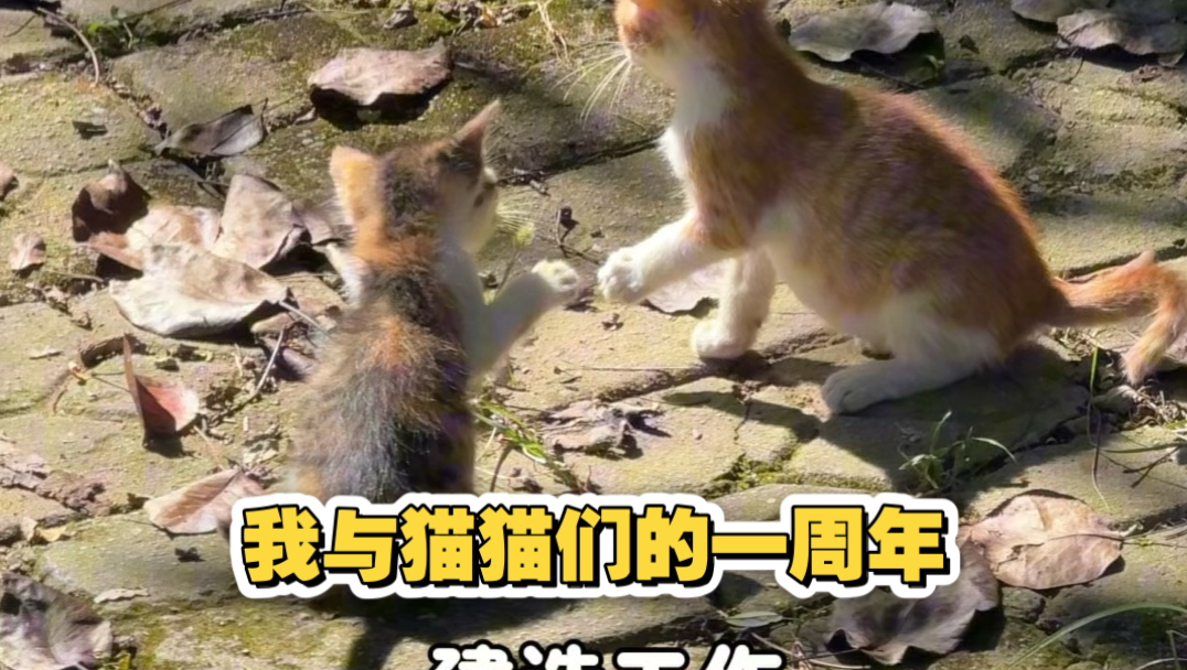我与猫猫们的一周年