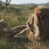 《狮子王》自然场景特效制作解析