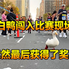 马拉松比赛意外闯入一只鸭子，没想到突破终点后，意外获得了奖牌