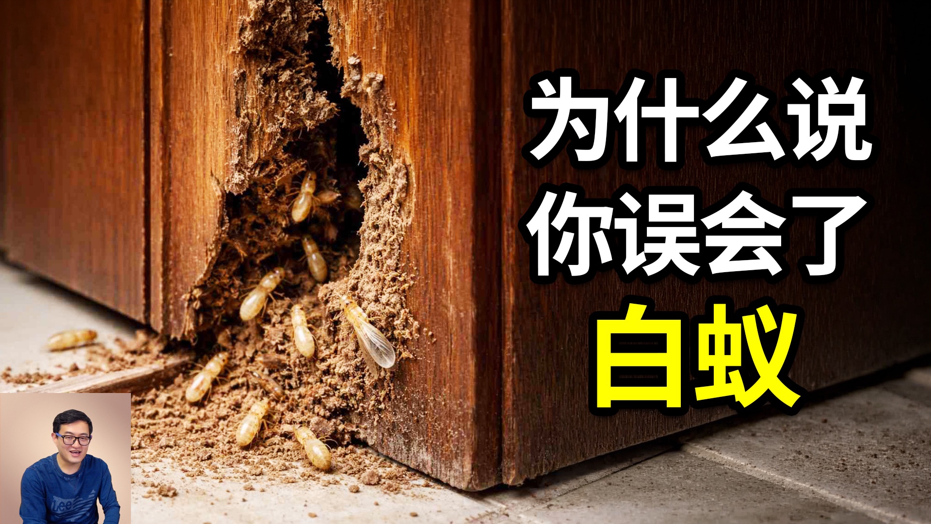 别再误会它们只会蛀木头！白蚁其实是在拯救地球！搞了8000万年农业，让人类科学家甘拜下风！顶级美食鸡枞菌的疯狂真相……