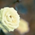 【双字】白玫瑰