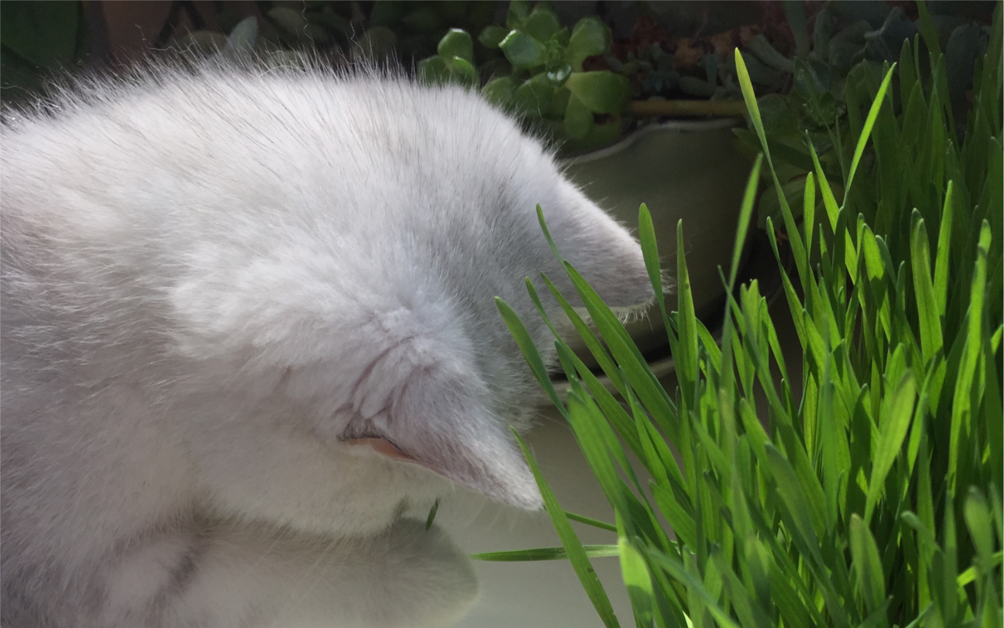 猫毛草图片 B站