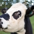 为斩除“病根”，新西兰要宰15万头牛！