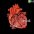 医学科普 心脏的结构与血液循环