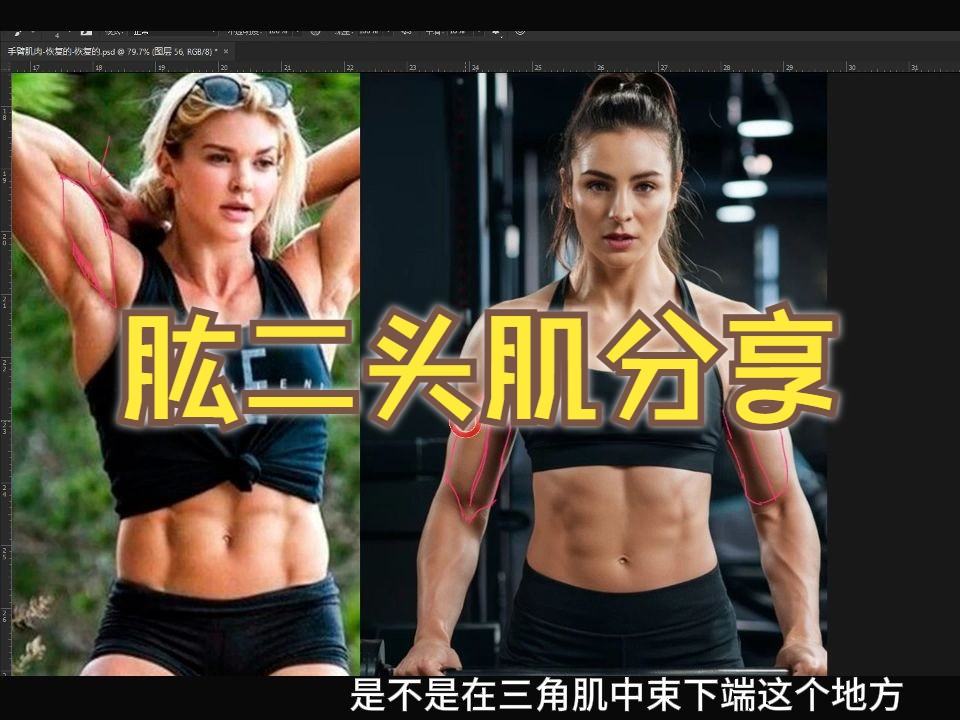 【手臂干货】肱二头肌肌结构分享，别错过！