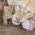 小狮子第一次吃肉是什么反应？