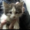 好人捡回流浪小奶猫，可怜虫变成美美的小公主