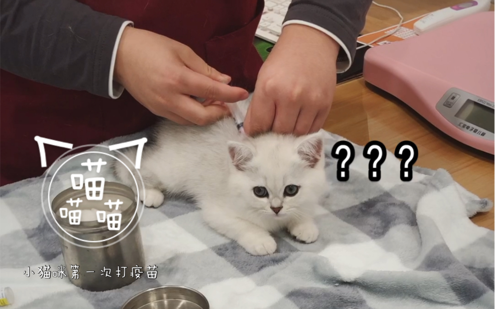 小猫咪第一次打疫苗!要健健康康长大欧~哔哩哔哩bilibili