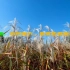 分享4K视频：北湖草荡，杭州最大、最美的湿地草荡