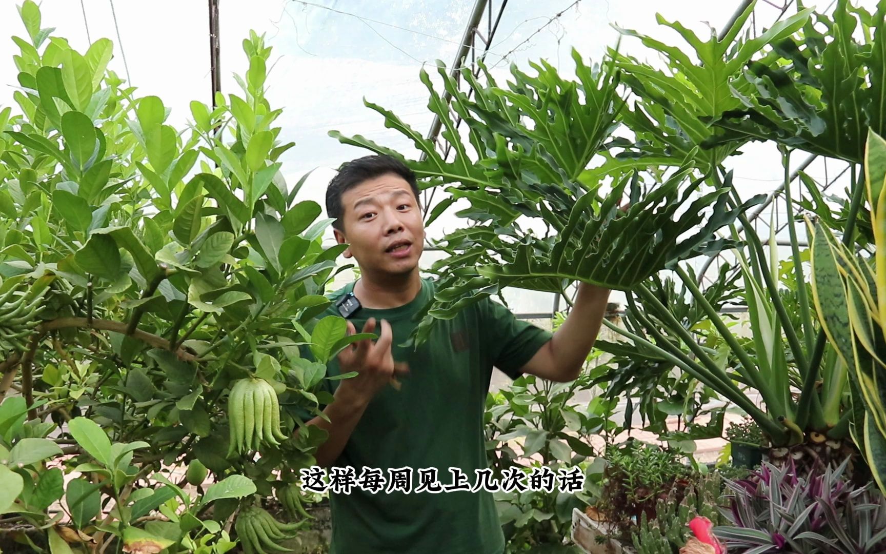 春羽养不好，选盆是关键，学会长大叶，根系能长好几米