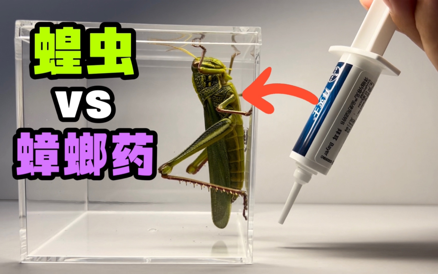 给一只大蝗虫吃点蟑螂药！会发生什么事？