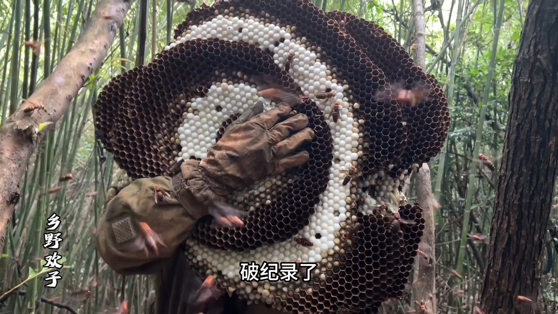 破纪录的一窝超级强群