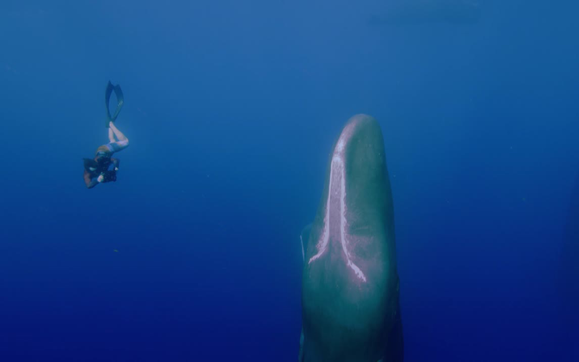 【追踪海洋巨兽】看点7-2：外星舱即视感！抹香鲸群悬立睡觉