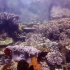 【海底世界】珊瑚礁的小鱼们
